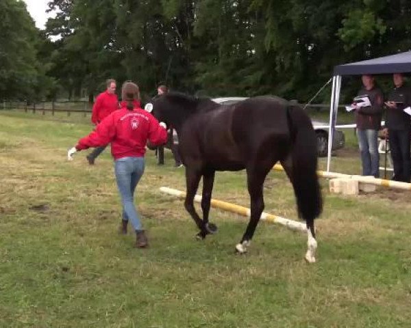 Stuten- und Fohlenschau Lengerich, 23.06.2015, Deutsches Reitpony - 3-jährige Stuten -