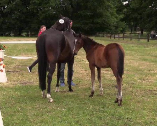 Stuten- und Fohlenschau Lengerich, 23.06.2015, Deutsches Reitpony - Fohlen -