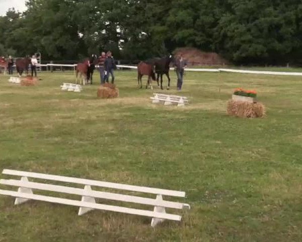Stuten- und Fohlenschau Lengerich, 23.06.2015, Deutsches Reitpony - Fohlen -