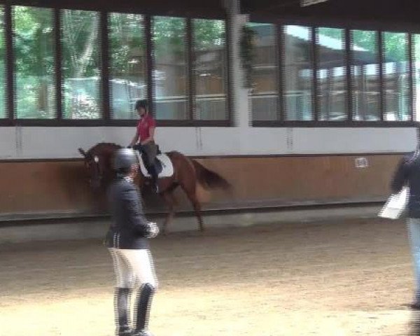 17.06.2015 Hannoveraner Zuchtstutenprüfung mit Stutbuchaufnahme und Fohlenschau in Coesfeld-Lette
ZSP - Dreijährige Prüfungstuten
Fremdreiter
