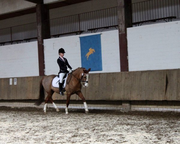 dressage horse Montana 235 (Westphalian, 1992, from Mylord)