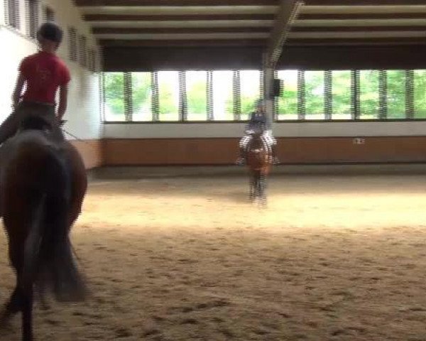 17.06.2015 Hannoveraner Zuchtstutenprüfung mit Stutbuchaufnahme und Fohlenschau in Coesfeld-Lette
ZSP - Dreijährige Prüfungstuten
Fremdreiter
