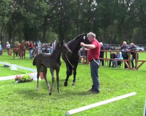 Stuten- und Fohlenschau Heiden, 24.06.2015, Warmblutfohlen