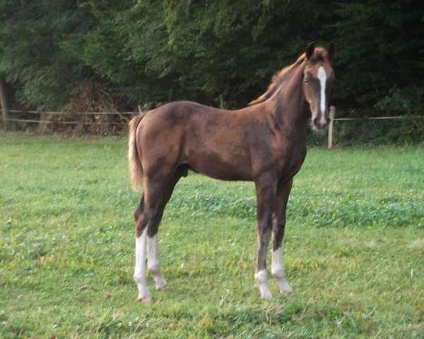 dressage horse Don Juan Demarco 3 (Oldenburg, 2013, from den Haag 12)