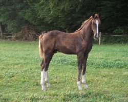 dressage horse Don Juan Demarco 3 (Oldenburg, 2013, from den Haag 12)