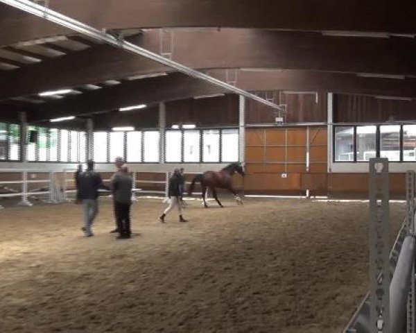 17.06.2015 Hannoveraner Zuchtstutenprüfung mit Stutbuchaufnahme und Fohlenschau in Coesfeld-Lette
ZSP - Stuten, die nur an der Zuchtstutenprüfung teilnehmen

Freispringen
