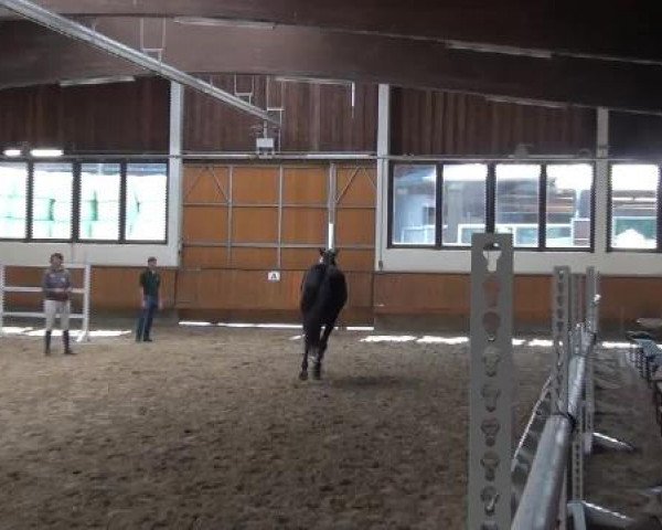 17.06.2015 Hannoveraner Zuchtstutenprüfung mit Stutbuchaufnahme und Fohlenschau in Coesfeld-Lette
ZSP - Stuten, die nur an der Zuchtstutenprüfung teilnehmen

Freispringen
