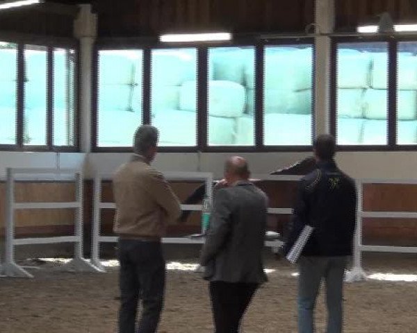 17.06.2015 Hannoveraner Zuchtstutenprüfung mit Stutbuchaufnahme und Fohlenschau in Coesfeld-Lette
ZSP - Dreijährige Prüfungstuten
Freispringen