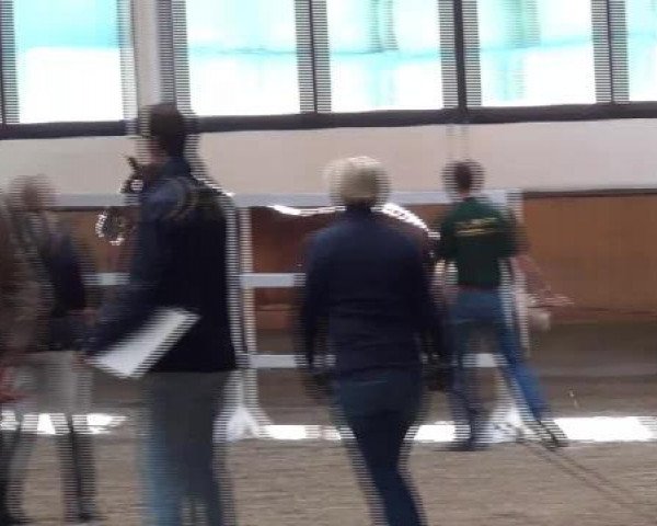 17.06.2015 Hannoveraner Zuchtstutenprüfung mit Stutbuchaufnahme und Fohlenschau in Coesfeld-Lette
ZSP - Dreijährige Prüfungstuten
Freispringen