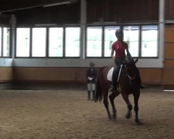 17.06.2015 Hannoveraner Zuchtstutenprüfung mit Stutbuchaufnahme und Fohlenschau in Coesfeld-Lette
ZSP - Stuten, die nur an der Zuchtstutenprüfung teilnehmen
Fremdreiter