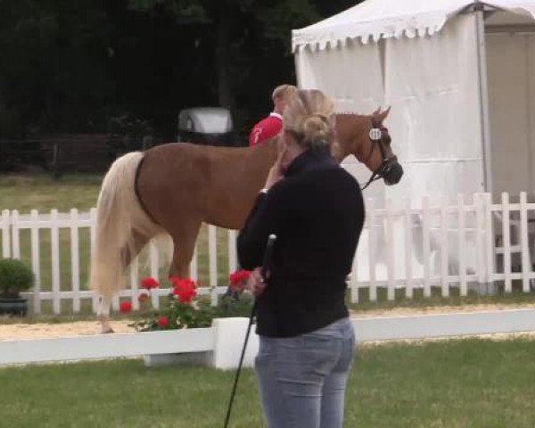 Stuten- und Fohlenschau Wettringen, 19.06.2015, Ponystuten - Ring 1
