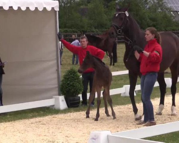 Stuten- und Fohlenschau Wettringen, 19.06.2015, Warmblutfohlen - Ring 11
