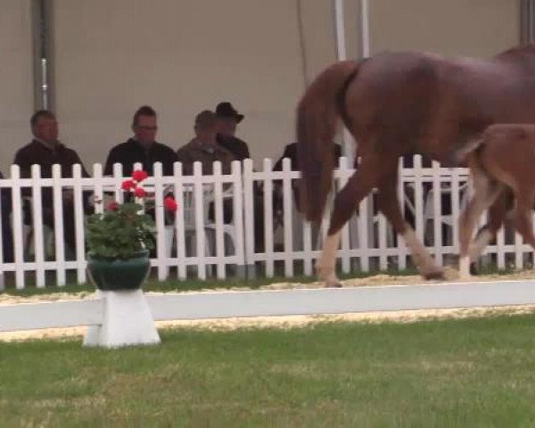 Stuten- und Fohlenschau Wettringen, 19.06.2015, Ponyfohlen - Ring 15