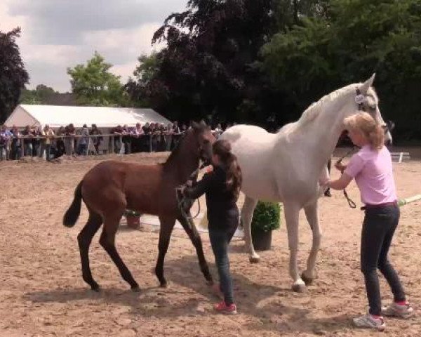 Stuten- und Fohlenschau Gevelsberg, 18.06.2015, Warmblutfohlen - springbetont -