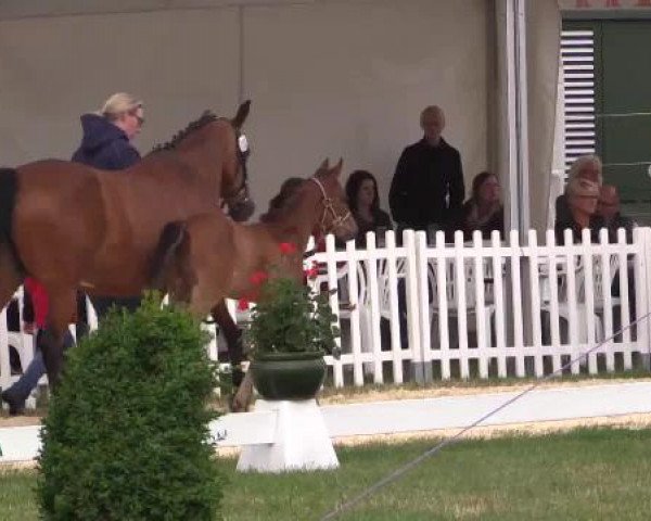 Stuten- und Fohlenschau Wettringen, 19.06.2015, Ponyfohlen - Ring 15