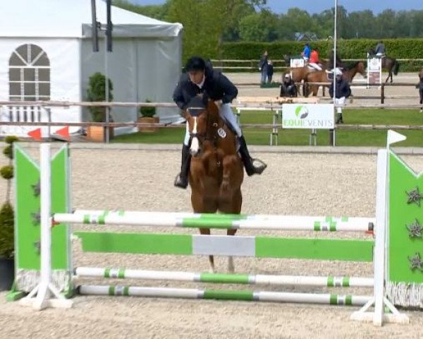 jumper Cimba (Oldenburg show jumper, 2010, from Clinton H)