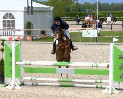 jumper Cimba (Oldenburg show jumper, 2010, from Clinton H)