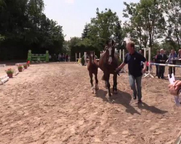 Stuten- und Fohlenschau Gevelsberg, 18.06.2015, Warmblutfohlen - springbetont -
