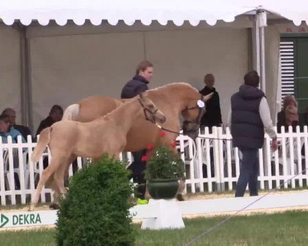 Stuten- und Fohlenschau Wettringen, 19.06.2015, Ponyfohlen - Ring 15
