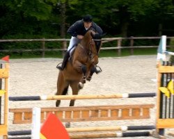 broodmare Nobless 82 (Oldenburg show jumper, 2010, from Numero Uno)