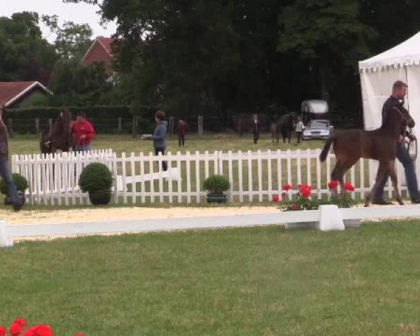 Stuten- und Fohlenschau Wettringen, 19.06.2015, Warmblutfohlen - Ring 9