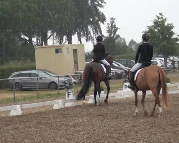 Sommerturnier RFV Heinsberg 2015