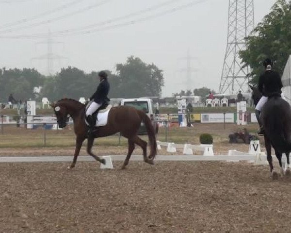 Sommerturnier RFV Heinsberg 2015