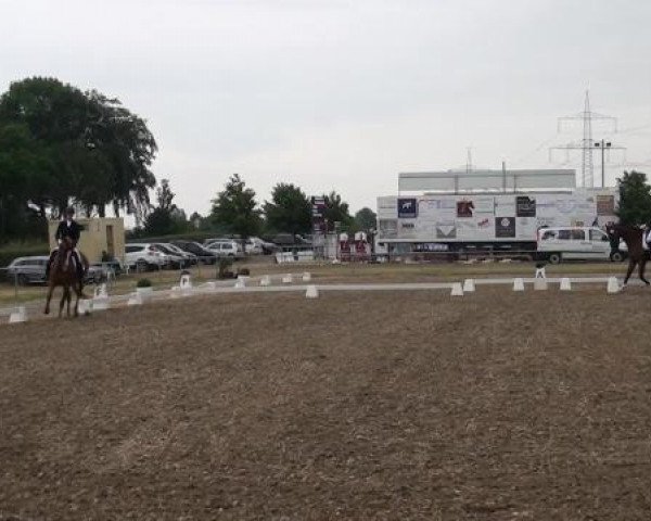 Sommerturnier RFV Heinsberg 2015
