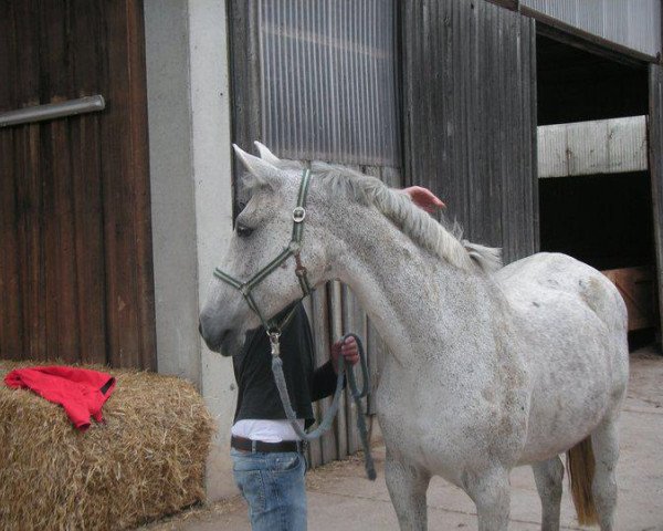 broodmare H-Cascaya (Holsteiner, 1993, from Corrado I)