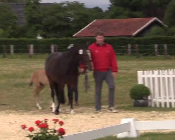 Stuten- und Fohlenschau Wettringen, 19.06.2015, Ponyfohlen - Ring 14