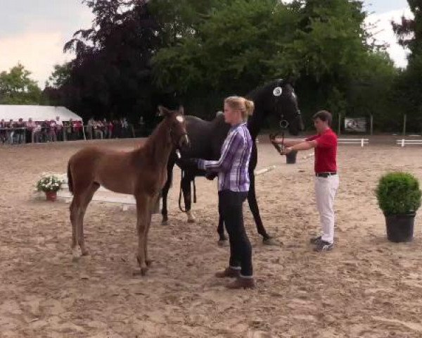 Stuten- und Fohlenschau Gevelsberg, 18.06.2015, Warmblutfohlen 