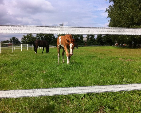 horse Dreamlike Dressed (Westphalian, 2013, from Dankeschön)
