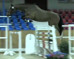 broodmare Cieryana C. (Oldenburg, 2011, from Van Helsing)