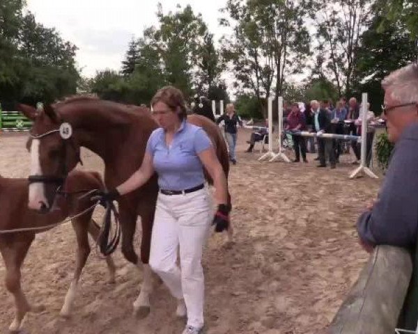 Stuten- und Fohlenschau Gevelsberg, 18.06.2015, Warmblutfohlen 