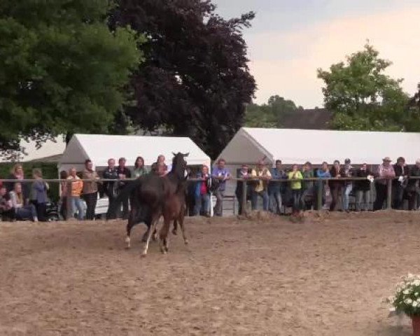 Stuten- und Fohlenschau Gevelsberg, 18.06.2015, Warmblutfohlen 