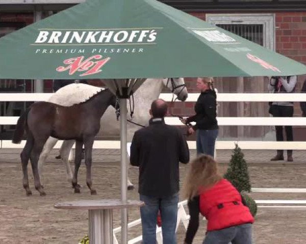 Stuten- und Fohlenschau Unna, 20.06.2015, Warmblutfohlen - springbetont -