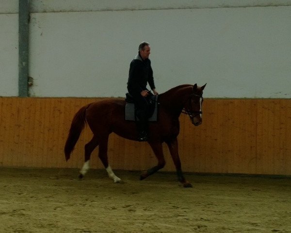 jumper K 2 (Austrian Warmblood, 2010, from Kalimeris d'Ariel)