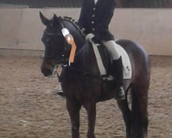 horse Venga 3 (German Riding Pony, 2004, from Vivaldi)