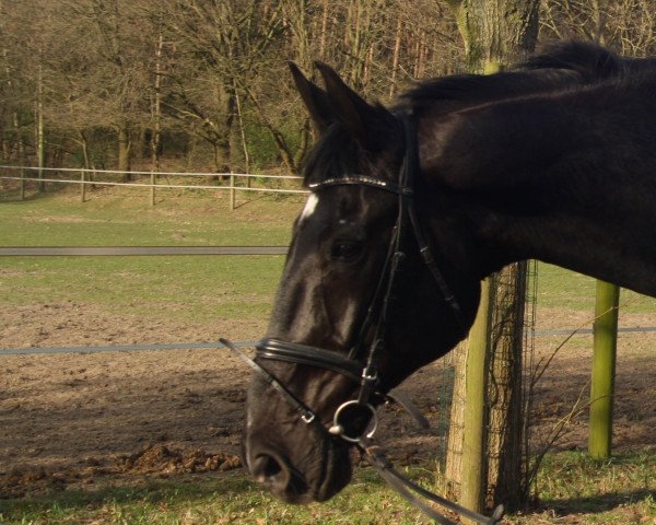 horse Romantic Rebell (Rhinelander, 2001, from Rilke)