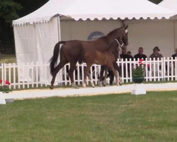 Stuten- und Fohlenschau Wettringen, 19.06.2015, Warmblutfohlen - Ring 7