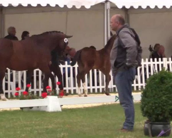 Stuten- und Fohlenschau Wettringen, 19.06.2015, Warmblutfohlen - Ring 6
