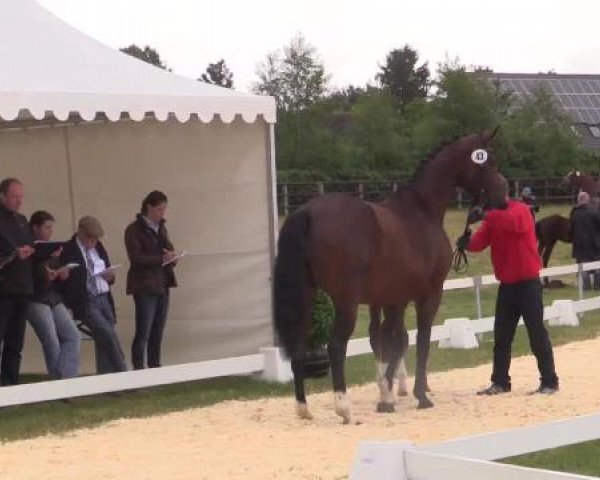 Stuten- und Fohlenschau Wettringen, 19.06.2015, Warmblutfohlen - Ring 6
