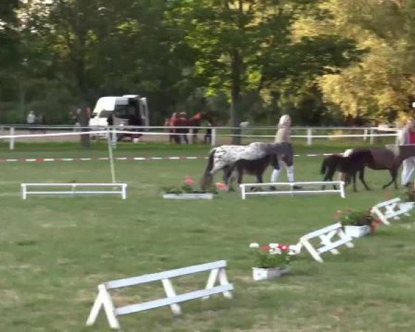 Stuten- und Fohlenschau Steinheim, 16.06.2015, Shetlandponyfohlen