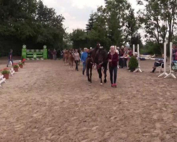 Stuten- und Fohlenschau Gevelsberg, 18.06.2015, Warmblutfohlen 