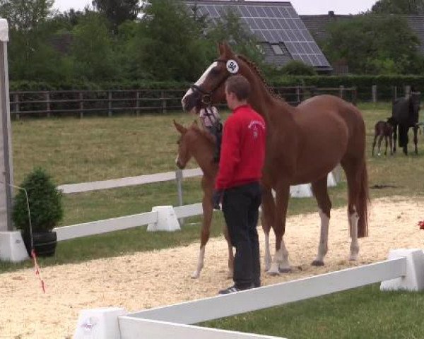 Stuten- und Fohlenschau Wettringen, 19.06.2015, Warmblutfohlen - Ring 12