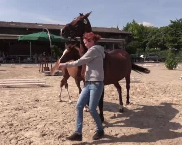 Stuten- und Fohlenschau Münster-Albachten, 17.06.2015, 1. Fohlenjahrgang De Quidam
