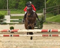 Springpferd Torina 9 (Holsteiner, 2003, von Landstreicher)