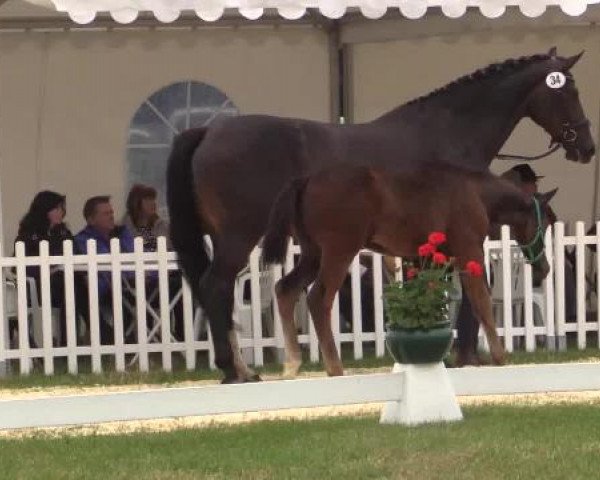 Stuten- und Fohlenschau Wettringen, 19.06.2015, Warmblutfohlen - Ring 5