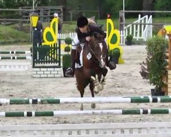 jumper Camillo WE (German Riding Pony, 2009, from FS Cracker Jack)