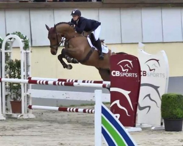 Springpferd Cassus 5 (Deutsches Sportpferd, 2009, von Chap 47)